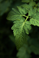 Tomato Leaf