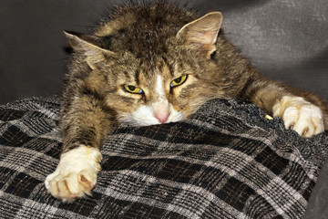 The old cat lies with the owner