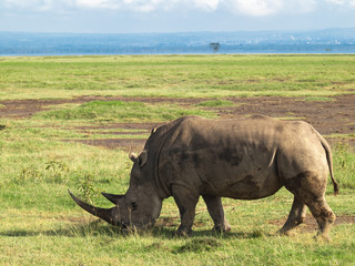 Adult rhino with two big horns grazing in a field with flowers on a background of trees and cloudy sky in the Nakuru National Park in Kenya