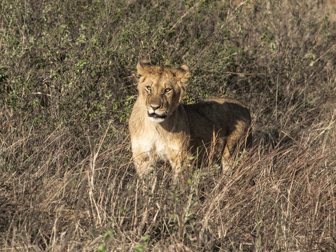 Toned image of a lonely lioness with a surprised expression muzzle against high grass in the Masai Mara National Park in Kenya