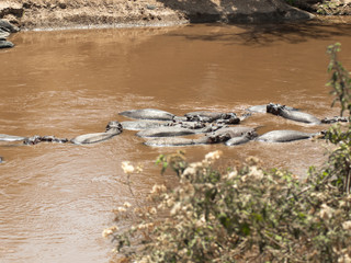 Herd of hippos resting in the water of the White Nile in the Masai Mara National Park in Kenya