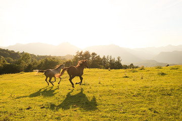北海道の馬 © makieni