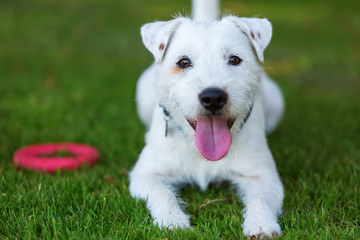 outdoor portrait of a Parson Russell Terrier