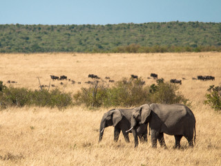 Fototapeta na wymiar Two adult elephants walk across the savannah in Masai Mara National Park in Kenya herds of wildebeest and background of green trees with sky