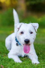 outdoor portrait of a Parson Russell Terrier