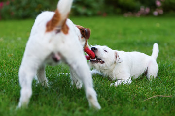 two Parson Russell Terrier fighting for a toy