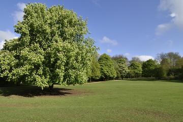 イギリスの田園都市：レッチワースの公園、ノートンコモン