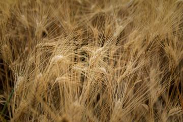 épis de blé,épis de blé touffu 