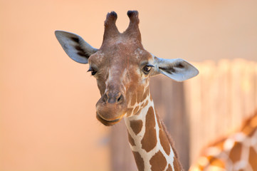 Giraffa camelopardalis (giraffe)