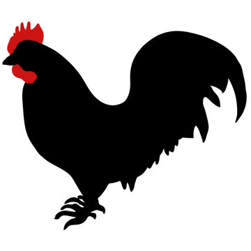 Silhouette of a rooster-vector. Chicken picture