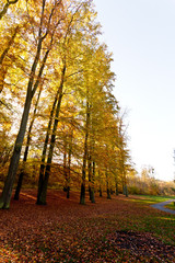 Trees at edge of woodland.