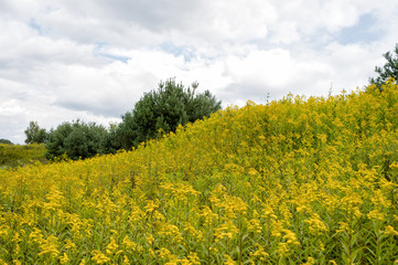 Obraz premium meadow of yellow summer flowers