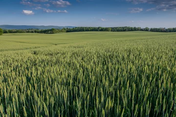 Zelfklevend behang Platteland Looking out over green wheat field