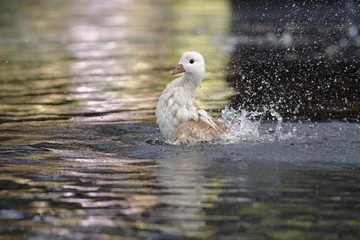 Mandarin Duck, Aix galericulata - leucistic bird.