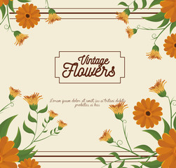 vintage flowers frame decoration vector illustration design