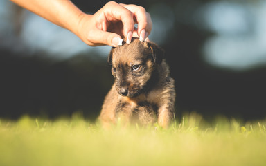Woman hand petting small puppy