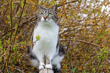Ein interessierte Blick einer kleinen Katze