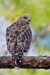 Red-shouldered Hawk -  Buteo lineatus