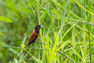 Chestnut Munia perching on a branch