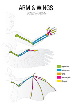 Comparison Of The Bones Of The Bat, Bird And Man