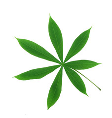 Fototapeta na wymiar seven point pot leaf(Cassava leaves) isolated on white