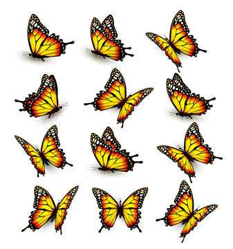 Collection of yellow butterflies, flying in different directions