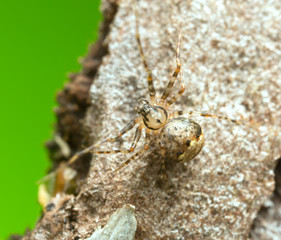 Macro photo of a pirate spider, Ero on wood