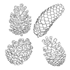Fototapeta premium Set of sketch hand drawing pine cones on white background. Collection of Christmas hand drawn fir cones. Male, female conifer cones of various trees cedars, firs, hemlocks, larches, pines and spruces.