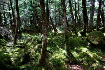 白駒池の昼でも暗い苔の森-別名：もののけの森