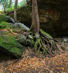 Fototapeta premium Tree And Roots