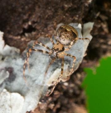 Macro photo of a pirate spider, Ero on wood