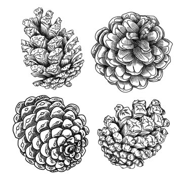 Set of sketch hand drawing pine cones on white background. Collection of Christmas hand drawn fir cones. Male, female conifer cones of various trees cedars, firs, hemlocks, larches, pines and spruces.