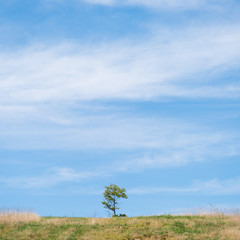 Fototapeta na wymiar Lone tree in the grassland