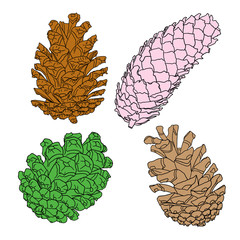 Hand drawing collection of pine cones. Forest vintage elements set of pine, spruce cones. Various color Male and female conifer cones of various trees cedars, firs, hemlocks, larches, pines, spruces.
