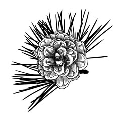 Sketch hand drawing pine cone on tree branch with needles on white background. Christmas hand drawn fir cone. Conifer cone on the tree, cedars, firs, hemlocks, larches, pines or spruces.