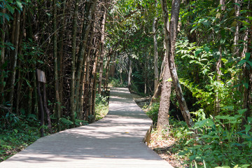 Fototapeta na wymiar wooden walkway in forest