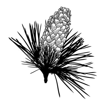 Conifer cone on pine tree branches, pine cone, hand drawing in color pinecone with open scales on branches with needles. 