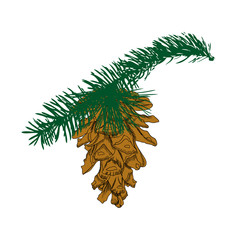 Hand drawing collection of pine cone on the tree branch. Forest vintage fir cone, spruce cone with needles. Color conifer cone on tree. Cedars, firs, hemlocks, larches, pines or spruces.