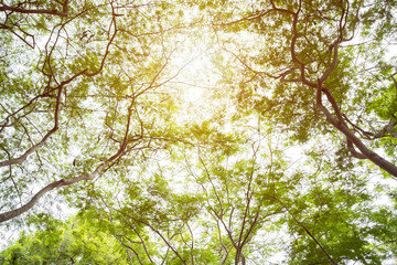 nature green wood with sunlight , green backgrounds