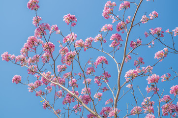 Pink tabebuia in blue background