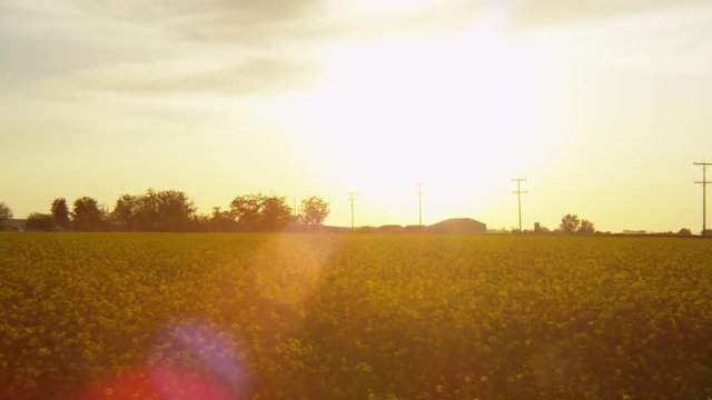 Slow motion sun flare over field of flowers