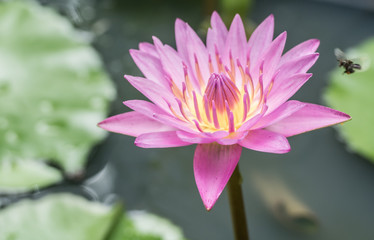 Obraz premium Pink lotus in the pool
