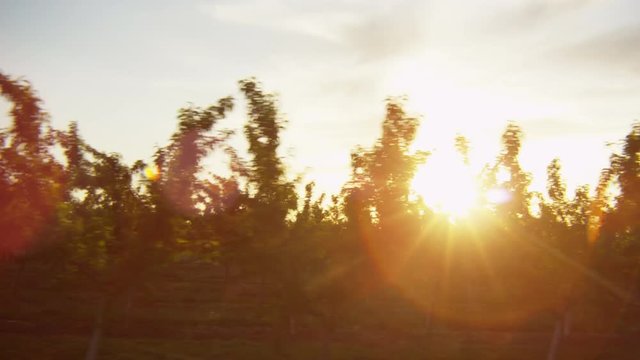 Pan of a field of fruits and trees