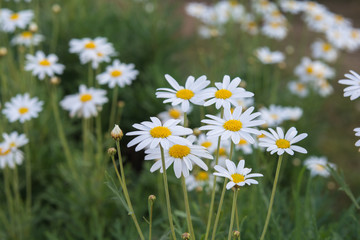 Fototapeta premium white and yellow small flowers in garden