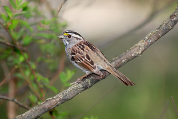 Fototapeta premium Savannah Sparrow