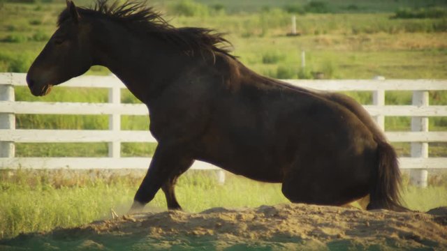 Slow motion horse getting up