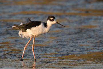 America Avocet, seen in a Nort California marsh