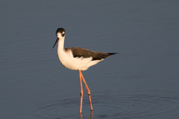 America Avocet, seen in a Nort California marsh