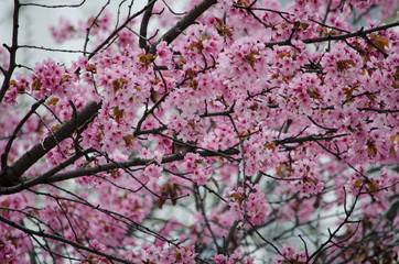 Obraz premium 春の桜