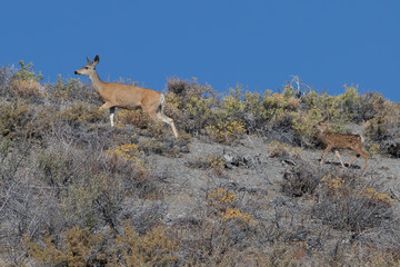 Mother and baby deer  (white-tailed deer and her fawn) in the Sierra Nevada, close to Panum Crater (CA)